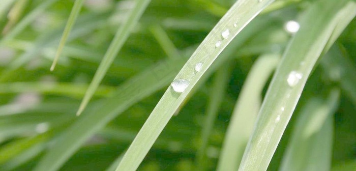 高清植物图片