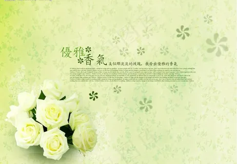 漂亮白玫瑰花图片