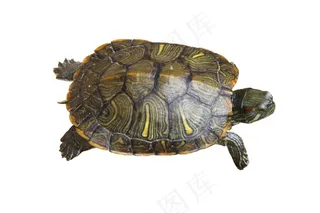 金钱龟免抠素材PSD分层