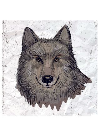 手绘水彩动物狼头像