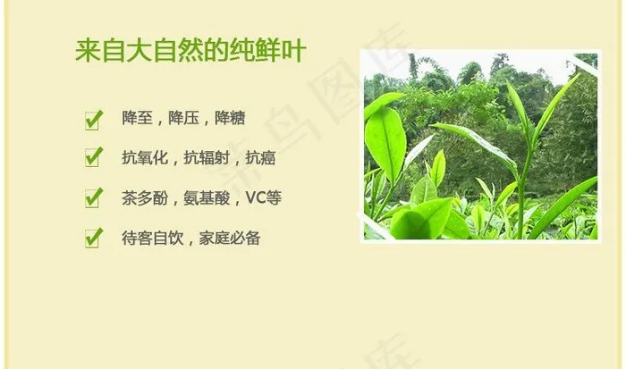 碧螺春茶叶图片