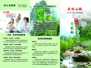 金钱柳 将康茶