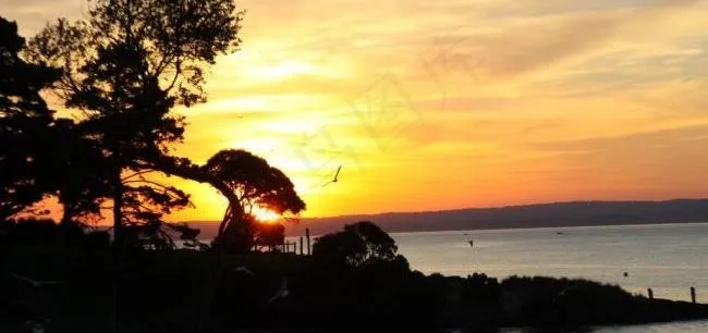 澳洲企鹅岛图片