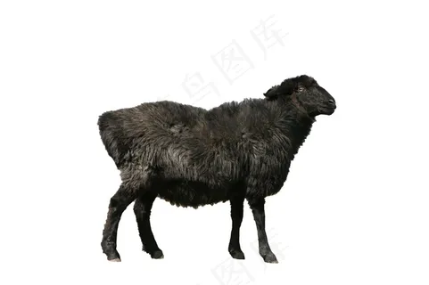 羊免抠素材PSD分层 