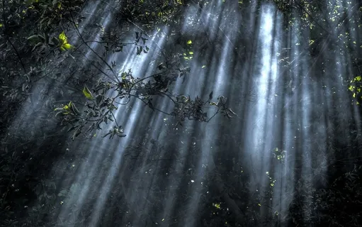 唯美森林光影背景高清图片壁纸 唯美森林光影背景高清图片壁纸