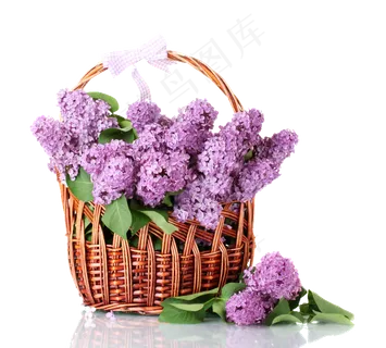 放篮子里的紫丁香