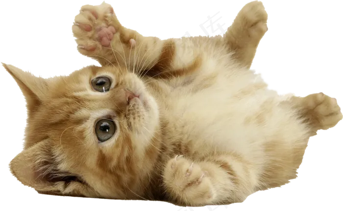 小猫图片萌死人免抠png透明图层素材
