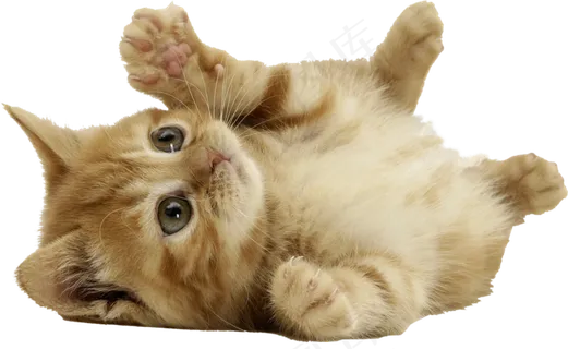 小猫图片萌死人免抠png透明图层素材