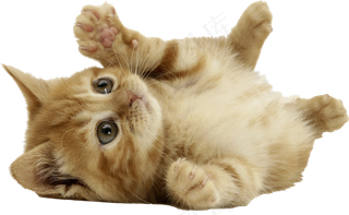 小猫图片萌死人免抠png透明图层素材