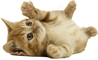 小猫图片萌死人免抠png透明图层素材