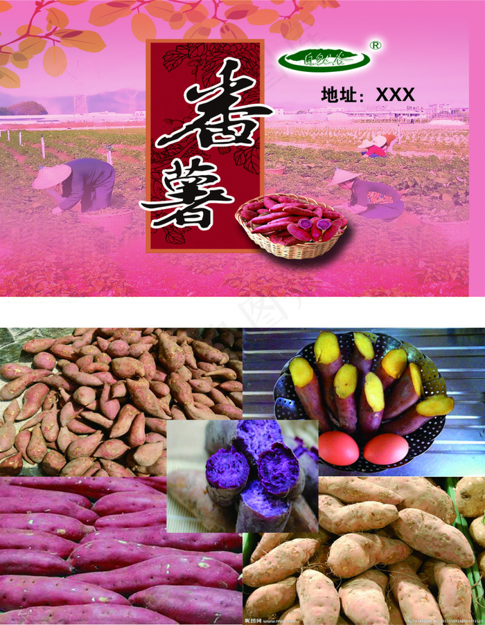 美味番薯psd模版下载