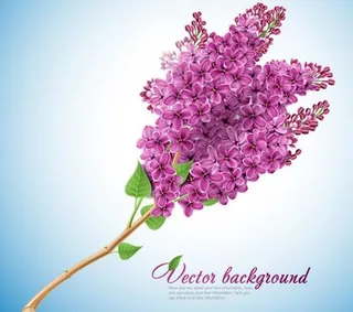 紫丁香花卡片矢量素材