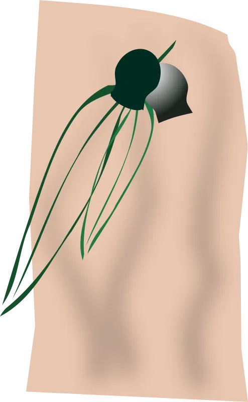 gumleaves
