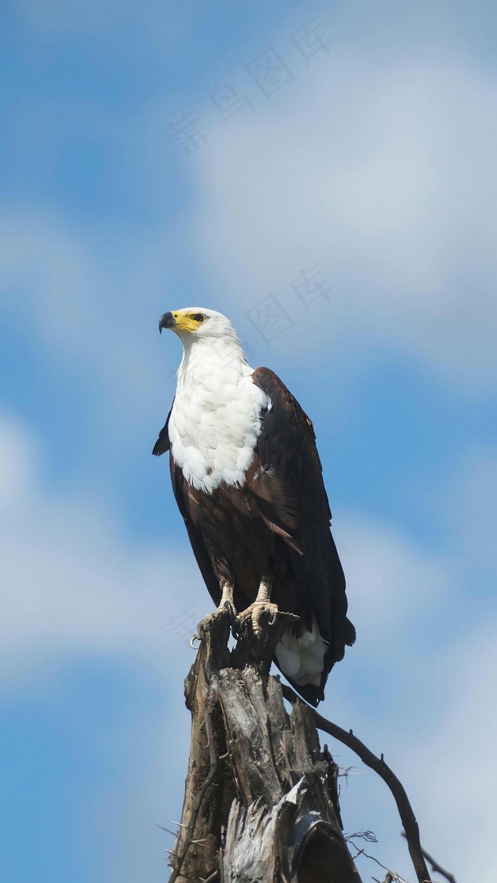 老鹰高清摄影图片