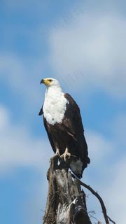 老鹰高清摄影图片