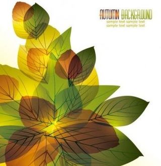 美丽的叶子牌03矢量