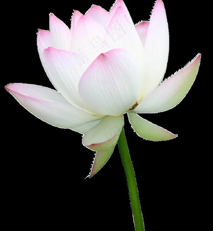 蓮花图片psd模版下载