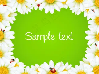 夏日清新菊花背景图