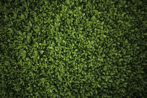 绿色清新草坪背景