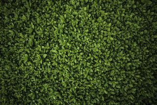 绿色清新草坪背景