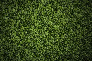 绿色清新草坪背景