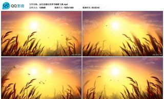 金色麦穗收货季节蝴蝶飞舞