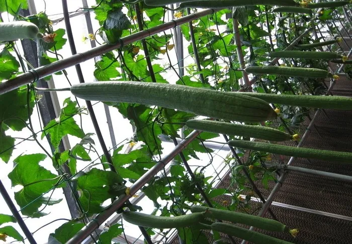 寿光蔬菜博览会图片