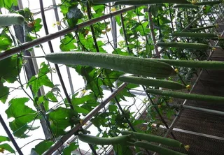 寿光蔬菜博览会图片