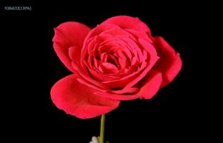 红玫瑰盛开实拍视频