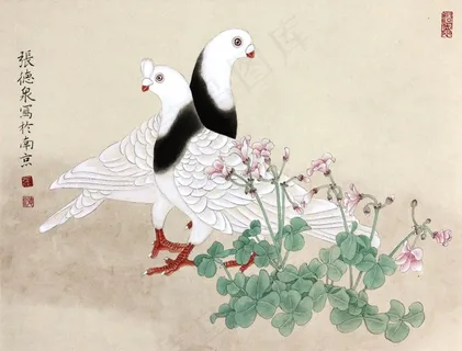 鸽子图片 鸽子图片