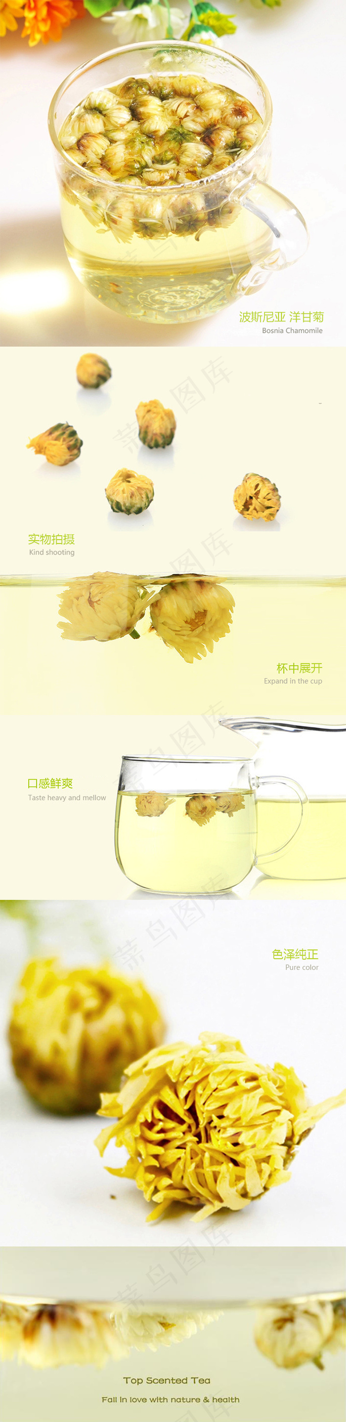 菊花茶详情页psd模版下载