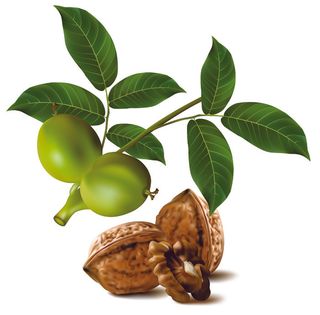 绿色核桃核桃04矢量素材