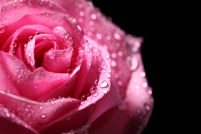 粉色玫瑰花静物设计素材