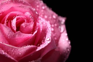 粉色玫瑰花静物设计素材