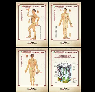 皮肤组织结构图 中医穴位图图片