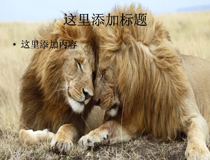动物