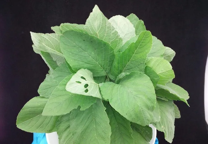 苋菜图片
