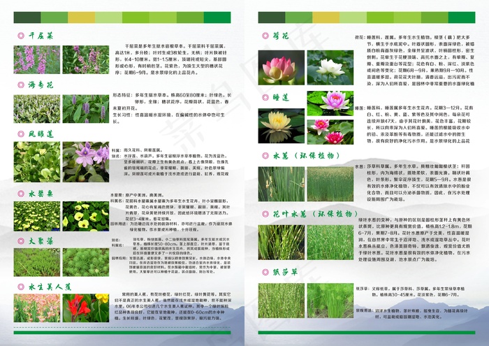 水生花卉图片