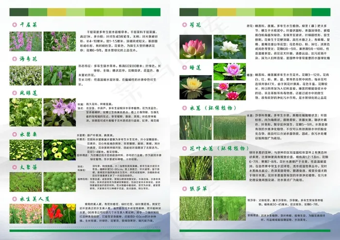 水生花卉图片