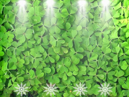 炫白四叶草 炫白四叶草