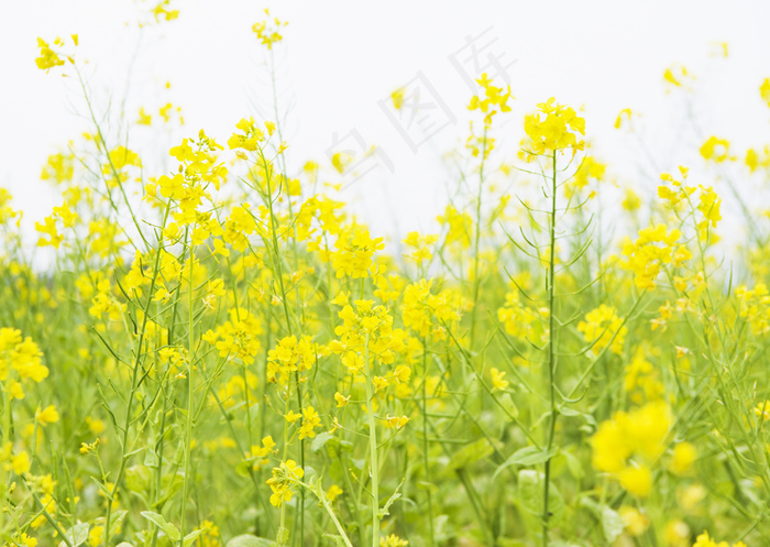 田野中的油菜花图片图片