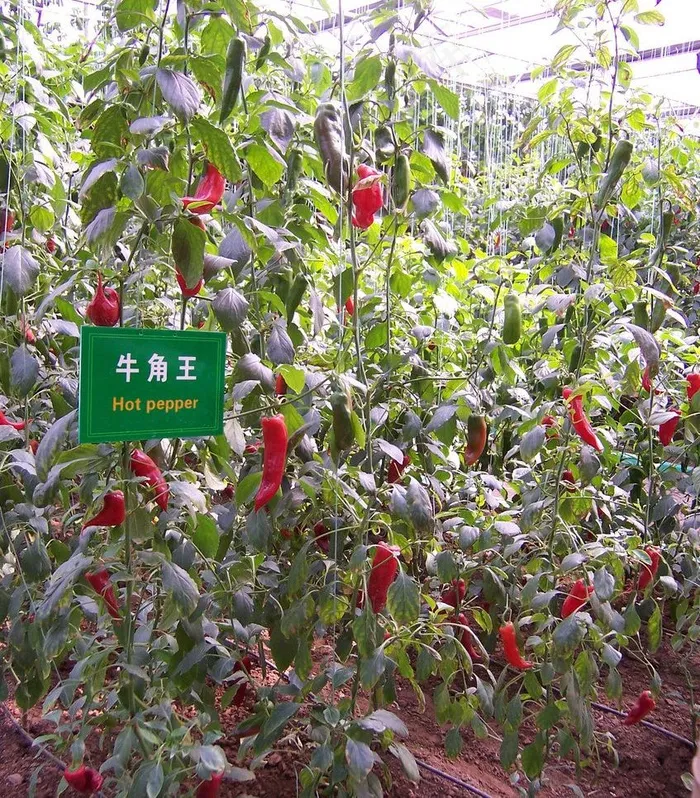 大棚辣椒图片