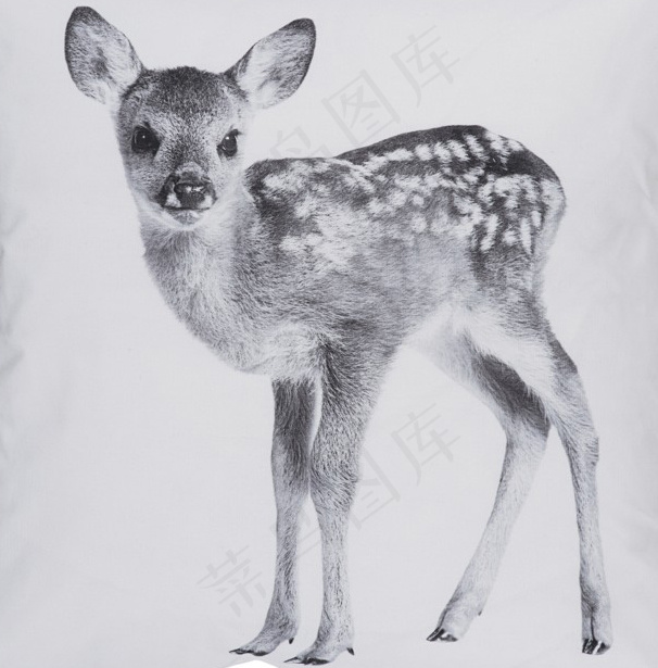 动物插画