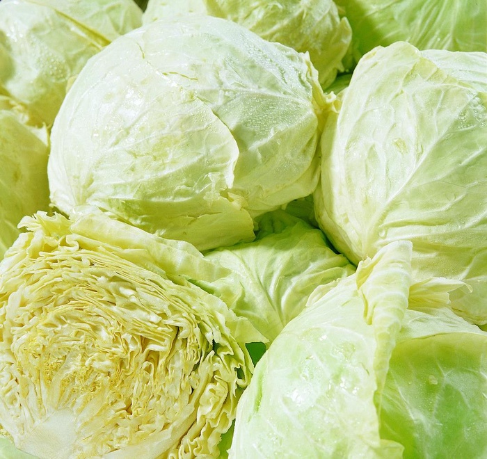 卷心菜 包包菜图片