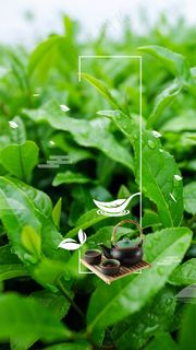 中国文化茶文化铁观音茶叶背景