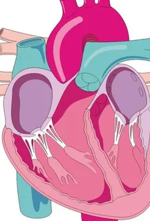 心脏剖面图图片