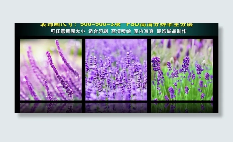 薰衣草 无框画图片(6496X3228(DPI:100))psd模版下载