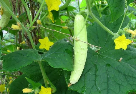 黄瓜花 黄瓜花