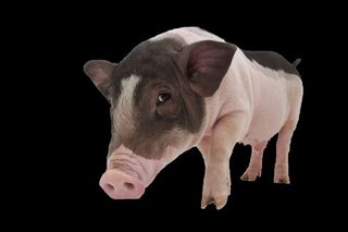 猪免抠素材PSD分层