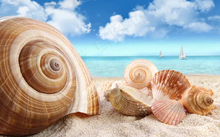 海滩海螺摄影图片